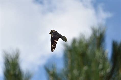 1400 Claws Of Peregrine Falcon Stock Photos Pictures And Royalty Free