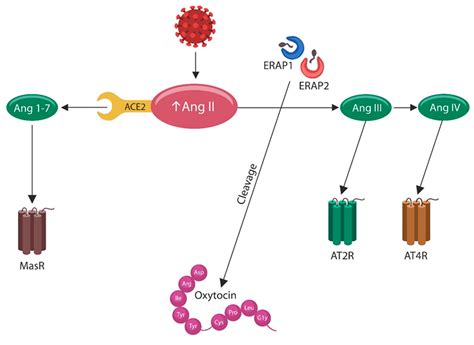 BioTech Free Full Text Recent Developments In Protein Lactylation