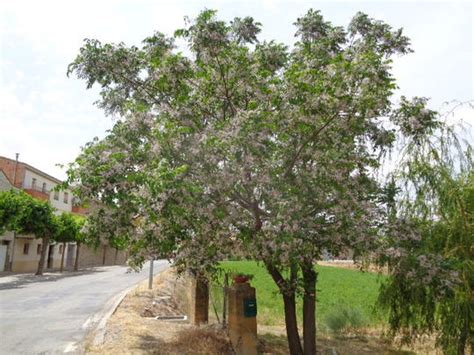 Melia Toosendan M Azedarach Ku Lian Pi Chuan Lian Zi Bead Tree