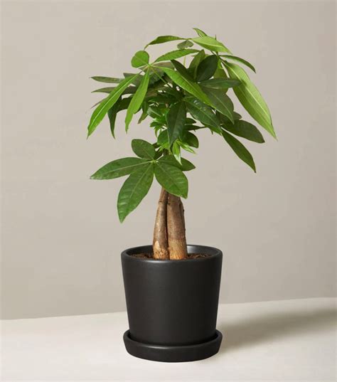 The Best Desk Plants For Your Office in 2022