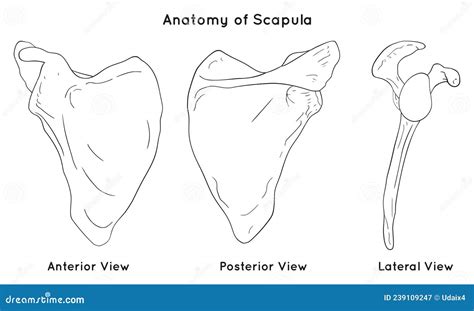 Scapula Bone Anterior And Posterior