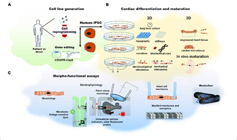 Human Induced Pluripotent Stem Cell Derived Cardiomyocytes A