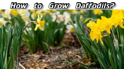 Daffodil Growing How And When To Plant Daffodil Bulbs YouTube