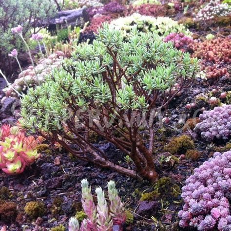 Crassula Sarcocaulis Crassulacée Rustique Producteur Pépiniériste