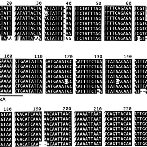 Nucleotide Sequence Alignment Of The S S Intergenic Spacer Regions