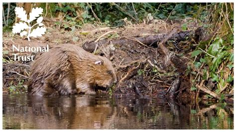 How Eager Beavers Help Prevent Flooding On The National Trusts