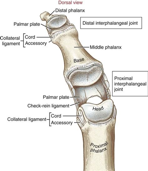 Structure And Function Of The Hand Musculoskeletal Key