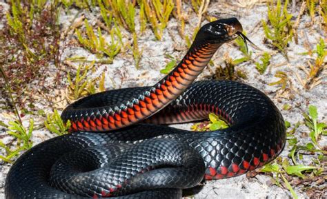 red-bellied black snake Archives | Critter Science