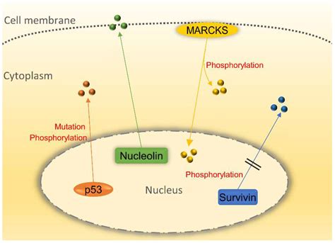 IJMS Free Full Text The Rules And Functions Of Nucleocytoplasmic