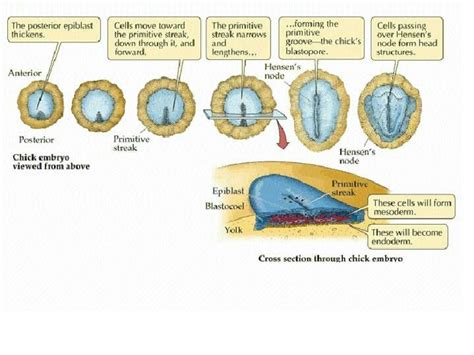 Gastrulation | Save