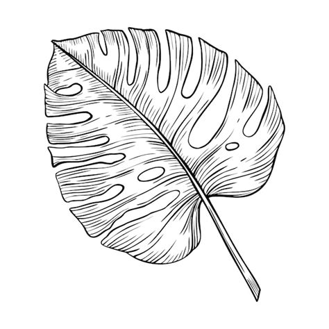 Monstera Palm Leaf Vektor Lineare Illustration Hand Gezeichnet