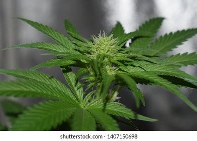 Cannabis Sativa Plant Early Flowering Stock Photo 1407150698 | Shutterstock