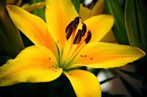 Free Picture Lily Pistil Pollen Yellow Flora Nature Plant Flower