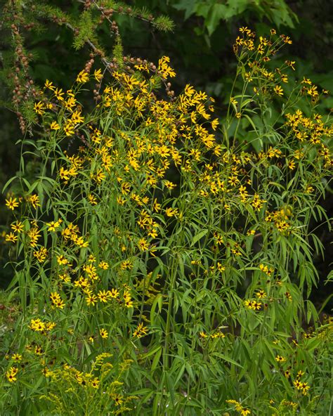 P Ontario Native Plant Nursery Container Grown