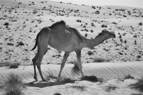 Camel in the Desert in Black and White Stock Image - Image of safari ...