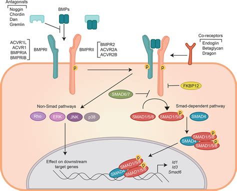 Bone Morphogenetic Protein Receptor Signal Transduction In Human