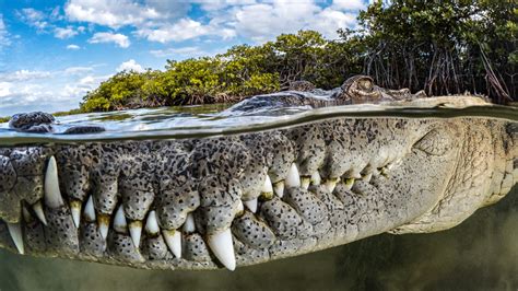 A Close Up Of A Curious Croc Wins This Year S Mangrove Photographer Of