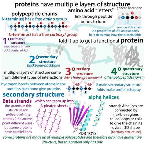 Protein Structure Levels And Bonds at Steven Stamps blog