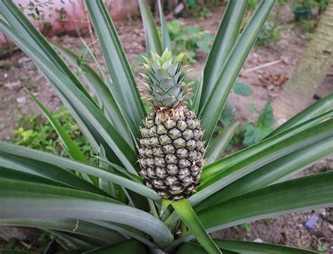 How to Grow & Care for Pineapple Plants: Complete Guide