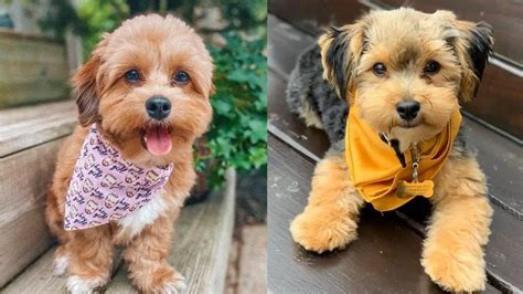 Yorkie Poo - 12 Amazing Facts About Yorkie Poodle Mix