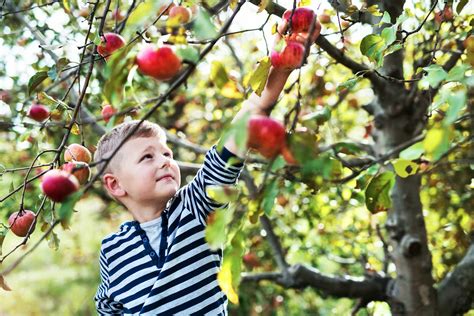 Quel Est Le Meilleur Engrais Pour Les Arbres Fruitiers