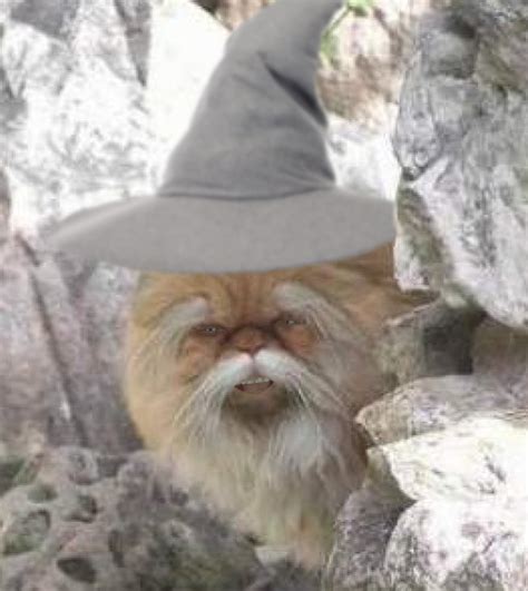 Gandalf Cat Lord Of The Rings Know Your Meme