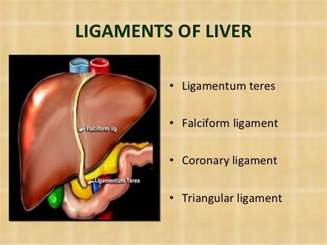 Liver anatomy, physiology and imporatance to anesthesia