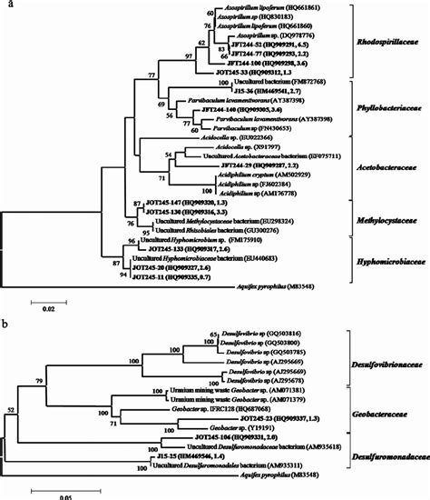 Phylogenetic Tree Of α A And δ B Proteobacteria Related 16s Rrna