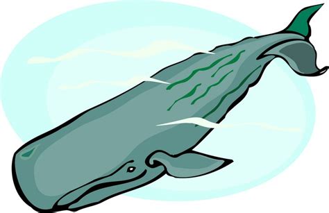 Clip Art Sperm Whale Clip Art Library