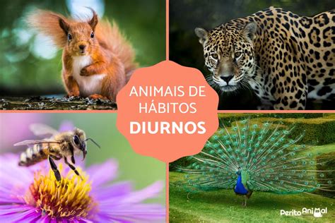 Animais De H Bitos Diurnos E Noturnos