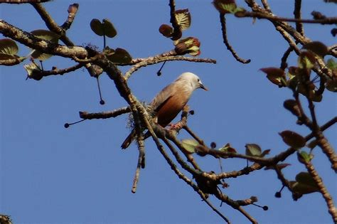 Starlingmalabar White Headed Starlingwhite Headed Mynasturnia