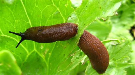 Schnecken Im Garten Bek Mpfen Das Hilft