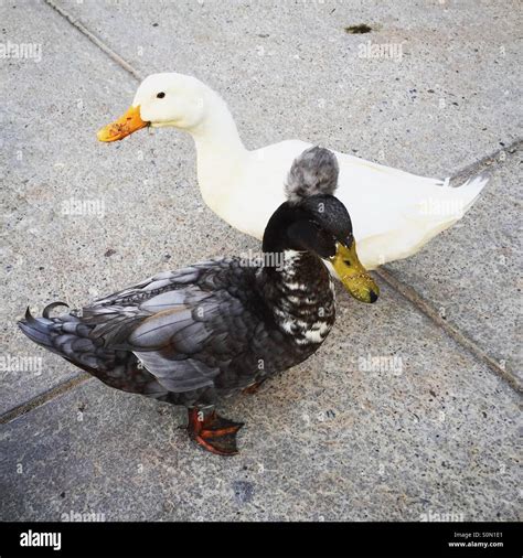 A black duck and a white duck Stock Photo - Alamy