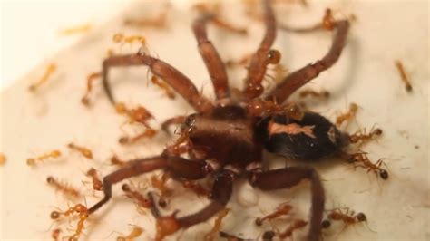 Fire Ants Vs Giant Wolf Spider Youtube