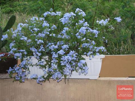 Свинчатка (Plumbago) — описание, выращивание, фото | на LePlants.ru