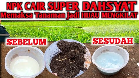 Irit Hanya Air Cucian Beras Jadi Pupuk Npk Organik Cair Super Youtube