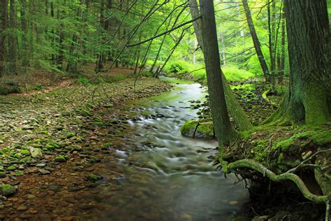 Kostenlose Bild Holz Natur Wald Frühling grüne Blätter Landschaft