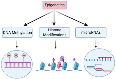 Major Players Involved In The Propagation Of Epigenetic Mechanisms In