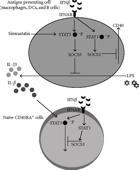 Figure 1 From Regulation Of Suppressors Of Cytokine Signaling As A