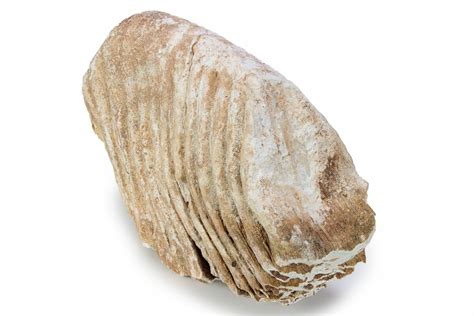 10.8" Fossil Columbian Mammoth Molar - Somervell County, Texas (#283954) For Sale - FossilEra.com