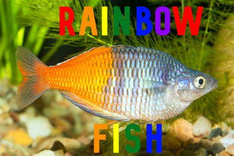 Rainbow Fish Care (Tank Setup, Tank Mates, Diet, & Health)