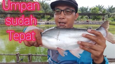 3x Mancing Ikan Patin Di Kolam Ini Baru Ketemu Umpan Yang Tepat