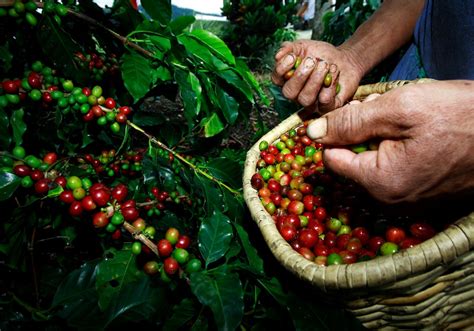 Best Of Colombia And The Coffee Triangle Indus Travels