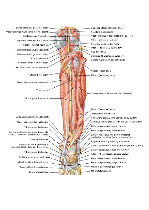 3ra Fase anato practica Anatomía Humana I 1 MÚSCULO PIRAMIDAL 2