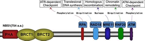 Structure Of Nbs Protein Nbs Consists Of Fha And Brct Regions At