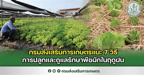 กรมส่งเสริมการเกษตรแนะ 7 เทคนิคการปลูกและดูแลรักษาพืชผักในฤดูฝน กรม