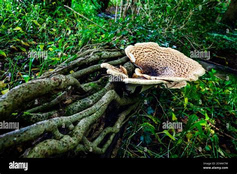 Fungi On Tree Roots Hi Res Stock Photography And Images Alamy