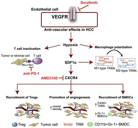 Cxcr4 Inhibition In Tumor Microenvironment Facilitates Anti Programmed