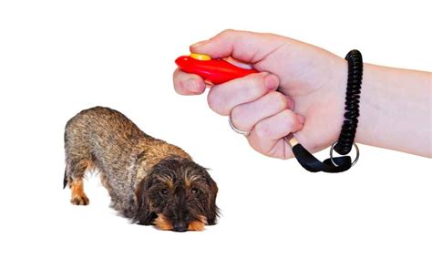 What Does a Dog Clicker Do?