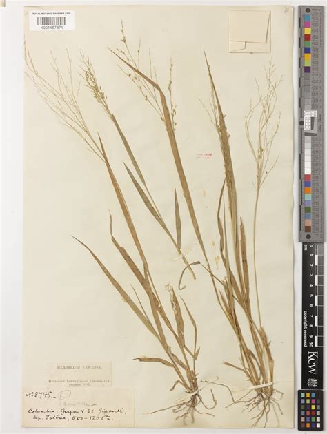 Panicum Hirticaule J Presl Plants Of The World Online Kew Science